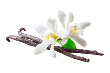 Vanilla bean and flower isolated on transparent background, aromatic and flavorful