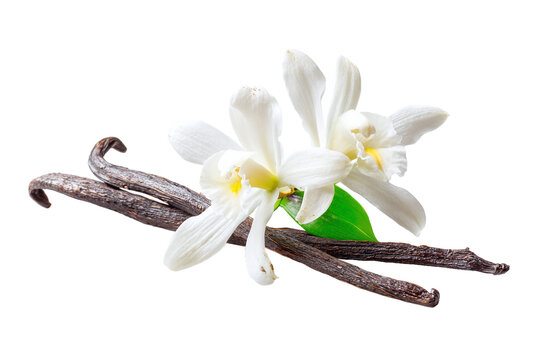 Vanilla bean and flower isolated on transparent background, aromatic and flavorful