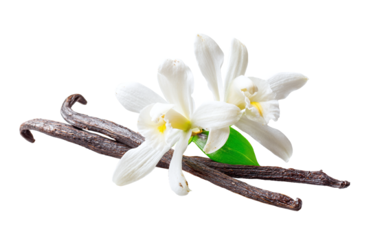 Vanilla bean and flower isolated on transparent background, aromatic and flavorful