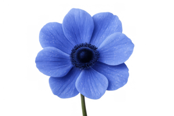 Blue anemone flower head with dark center blooming, isolated on transparent background, delicate botanical design element
