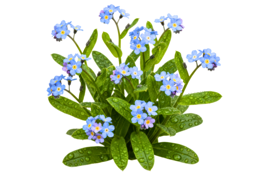 Blue forget-me-not flowers with water drops on the leaves isolated with transparent background