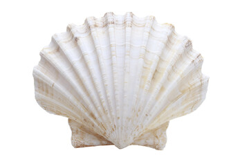 Closeup of a scallop shell isolated on transparent background in studio shot