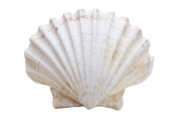 Closeup of a scallop shell isolated on transparent background in studio shot