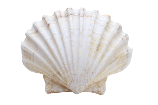 Closeup of a scallop shell isolated on transparent background in studio shot