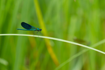 Emerald Damselfly (Calopteryx splendens ) on Grass Blade in Natural Green Habitat | Świtezianka Błyszcząca na źdźble trawy w naturalnym środowisku