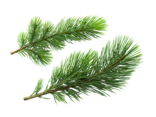 Two pine tree branches isolated on transparent background ideal for festive designs