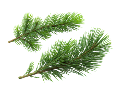 Two pine tree branches isolated on transparent background ideal for festive designs