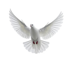 Obraz premium white dove flying on the transparent background