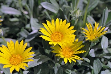 Gazania rigens var. leucolaena - Gazania Daisy
