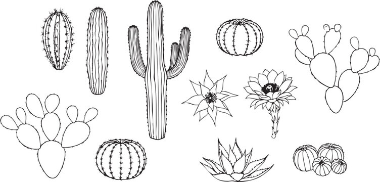 Detailed set of black and white line art vector illustrations of various potted cactus and succulent plants, botanical doodle collection
