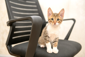 A small kitten sits on a black armchair at home, looking straight ahead.