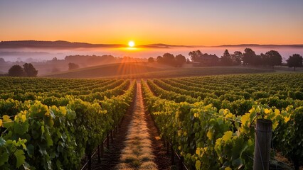 A vast, well-maintained vineyard with neat rows of grapevines extending into the distance, illuminated by a glowing sunrise or sunset.