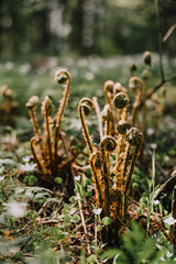 ferns with brown tips and green leaves. Ferns grow in field on hill. forest vegetation. ancient plants are twisted into a bundle. a walk in nature.
