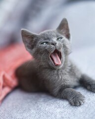 portrait of a british shorthair cat