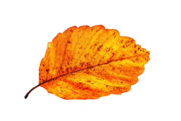 Single orange leaf isolated on transparent background in autumn colors
