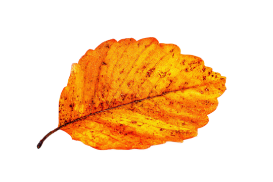 Single orange leaf isolated on transparent background in autumn colors