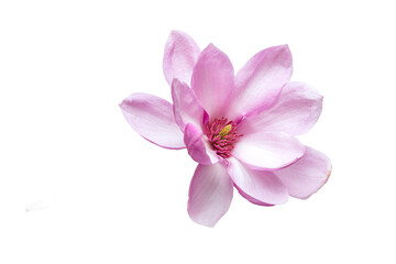 Obraz premium Beautiful pink magnolia flower isolated on transparent background