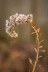Background with flying seeds by tall goldenrod or giant goldenrod; Solidago Gigantea; macro photography