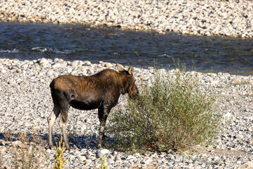 Cow Moose in Autumn in Grand Teton National Park Wyoming