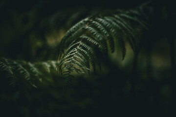 Fern In A Dark Mood (Polypodiopsida or Polypodiophyta)