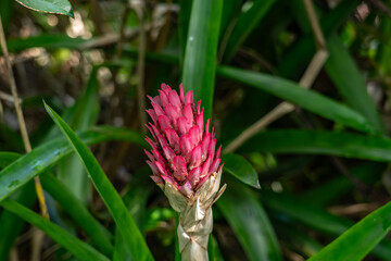 Ochna thomasiana, Ochna is a genus comprising 79 species of evergreen trees,  flowering plant...