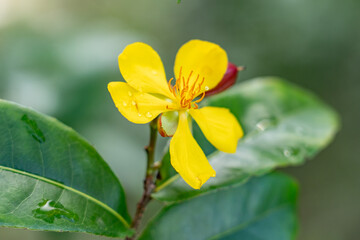 Ochna thomasiana, Ochna is a genus comprising 79 species of evergreen trees,  flowering plant...