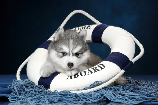 Cute little pomsky puppy with a life preserver