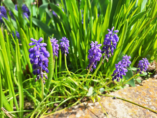 Blue muscari neglectum flowers bloom in a garden bed on a sunny spring day.