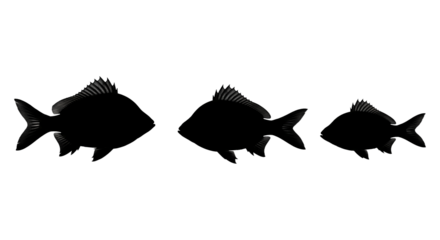 isolated fish family silhouette illustration png on transparent background, aquatic animal asset