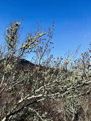 Lichened branches of a bare tree against a clear blue sky in North Carolina morning light