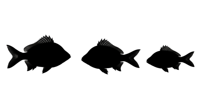 isolated fish family silhouette illustration png on transparent background, aquatic animal asset