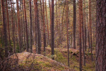 A dark, eerie autumn forest is shrouded in fog. The leaves display vibrant fall colors, and the atmosphere is cold and damp. A pathway winds through the nearly dark, spooky woods.
