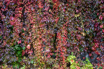 Bright red leves natura background