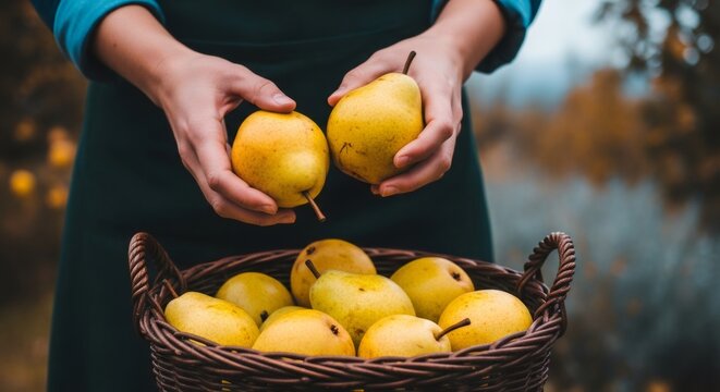 Woman holding fresh yellow pear fruit above a wicker basket filled with more pears. Autumn harvest concept for healthy eating and natural food.