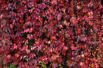 Bright red leves natura background