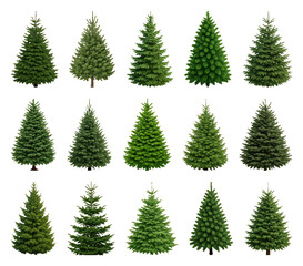 Obraz premium PNG Variety of lush evergreen trees, transparent background