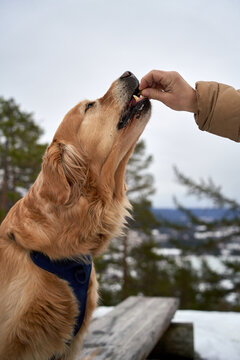  "Golden Retriever Enjoying Treat on Wooden Bench Amongst Snowy Pine Trees in Norway"