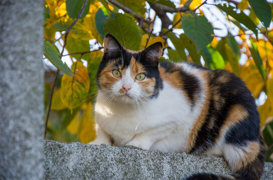 Alert Calico Cat Sitting on a Stone Wall Against Yellow Autumn Leaves