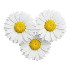 Obraz premium Three white daisy flowers isolated on transparent background, a beautiful blossom