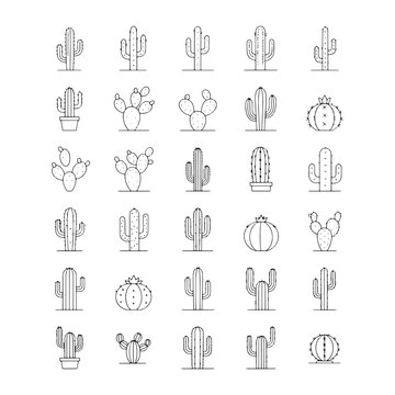Collection of various cactus species in outline style arranged in a grid pattern on white background