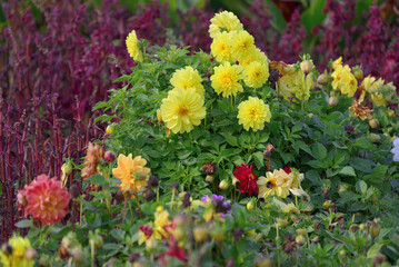 Obraz premium Dahlia and Atriplex hortensis growing in a flowerbed