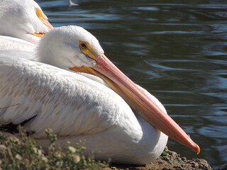 A white pelican ready for a nap