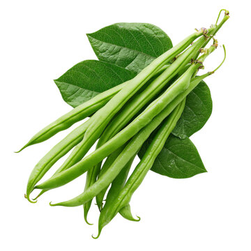 Png of fresh green beans with leaves isolated on transparent background, a healthy and nutritious ingredient for cooking