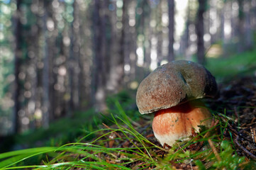Flockenstieliger Hexenröhrling - Neoboletus erythropus - scarletina bolete
