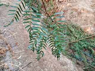 Neltuma glandulosa or Procopius glandulosa torr leaves pattern or honey mesquite plant leaves pattern 