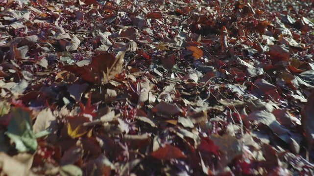ローアングルで落ち葉の上を歩く