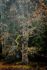 autumn in the forest