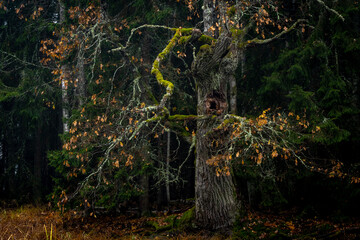 Old tree landscape in autumn