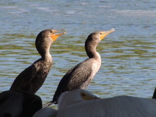 Two cormorants dry off in the sun