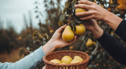 Two women hands picking fresh ripe yellow pears from a tree branch into a wicker basket for autumn harvest or organic farming.